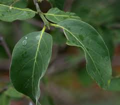 Image result for Psydrax livida