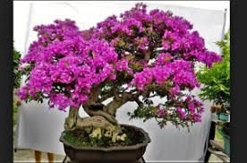 Enwanko 1 august 2018 bunga & tanaman no comments. Cara Memperbanyak Bunga Kertas Bogenvil Dengan Air Kencing Manusia Tips Petani