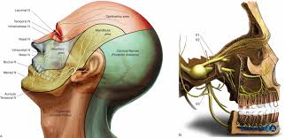 Image result for Forehead Regional Block