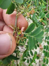 Image result for Indigofera glaucifolia