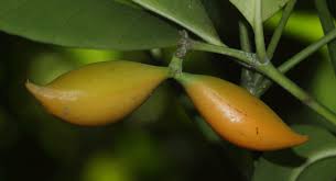 Image result for Hunteria umbellata