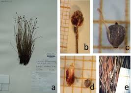 Image result for Bulbostylis schoenoides