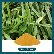 Image result for Cissus quadrangularis