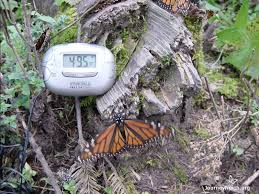 Your answer needs to include more details to help people. Monarch Butterfly Migration News