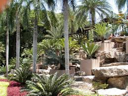 Cycad Garden Tropical Garden Design Tropical Garden Plants