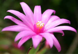 But agave plants thrive in dry conditions, not humid ones. Easter Cactus Schlumbergera Gaertneri Guide Our House Plants
