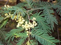 Image result for Acacia montigena