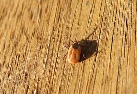 Em keramik hundehalsband als natürlichen zeckenabwehr. Mein Zecken Hack Mit Em Keramik Halsband