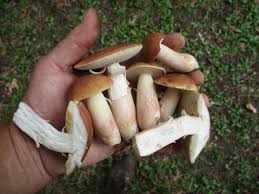 Image result for Xanthoconium sp.