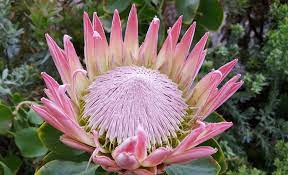 The king protea (protea cynaroides) is a popular tropical flower that florists use when they want a bold focal piece in a bouquet or . Protea Flower Meaning Symbolism And Colors Pansy Maiden
