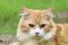 Kucing Minum