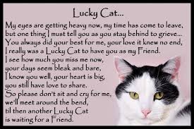 Beautiful Black And White Cat Memorial Pet Loss Bereavement Etsy Cat Memorial Pet Loss Cat Loss