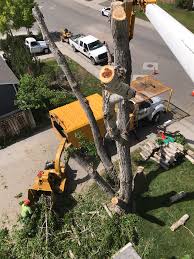 Service area:marietta, kennesaw, holly springs, canton. Affordable Tree Care Llc Home