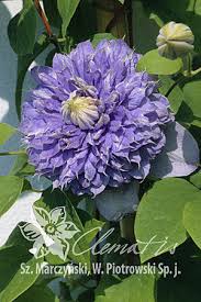 'ozawa's blue' (i) this plant will provide nectar and pollen for bees and the many other types of pollinating insects. Enzyklopadie Clematis Zrodlo Dobrych Pnaczy
