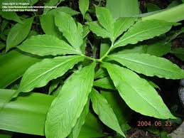  citation needed  the first major system of classification for the family was produced by heinrich wilhelm schott , who published genera aroidearum in 1858 and prodromus. Plantfiles Pictures Arisaema Species Dragon Root Green Dragon Arisaema Dracontium By Lindasc