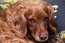 Red Dog Breeds The Smart Dog Guide