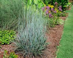 Standing ovation's blades are thicker than those of the average little bluestem. Little Bluestem Schizachyrium Scoparium Standing Ovation From East Coast Nurseries
