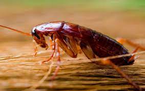Various types prefer an outdoor habitat where they still reside in filth. Cockroach Control Methods And Strategies Particular Pest Management Myanmar