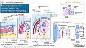 In vertebrates, somites subdivide into the sclerotomes, myotomes, syndetomes and dermatomes that give rise to the vertebrae of the vertebral column, rib cage and part of the occipital bone; Somite Differentiation Draw It To Know It