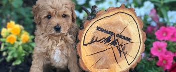We've been raising and breeding dogs for over 25 years beginning with golden retrievers and now goldendoodles. Mini Goldendoodles And Mini Bernedoodles In Utah By Timber Creek Doodles