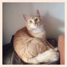Kucing yang sehat dan terawat akan memiliki bulu yang bulu rontok juga menandakan masalah dengan kondisi tubuh kucing. Cara Melebatkan Bulu Kucing Menggunakan Fluffy Shopee Indonesia