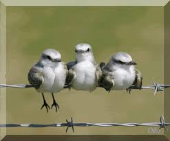 Animated Gif Bird Is The Word Gif Https Encrypted Tbn0 Gstatic Com Images Q Tbn 3aand9gcrwpx214sacvl3ye79d75h Mflloflf8vlmxa Usqp Cau
