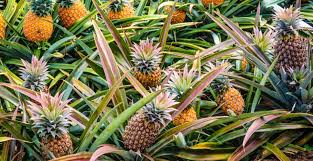 Ananas Plantation Entretien Et Recolte M6 Deco Fr