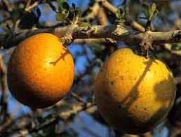 Image result for Strychnos madagascariensis