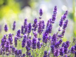 Wie Sie Lavendel Im Eigenen Garten Vermehren Gemeinsam Mit Rosen In Einem Beet Erfolgreich Kultivieren Ein Blick In Meine Ga Garten Lavendel Garten Pflanzen Und Garten