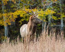 Cow elk cherokee nc smoky mountain national park great smoky mountains trip planning north carolina calves deer national parks. Great Smoky Mountains National Park National Parks In Asheville Asheville Nc S Official Travel Site