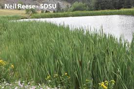 Image result for Typhaceae