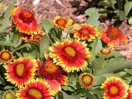 10 Perennial Flowers You Can Start From Seed Flowers Perennials Long Blooming Perennials Dry Garden
