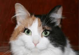 The conditions are rarely found in cats. Cats Usually Never Have Eyelashes Daily Cat Facts