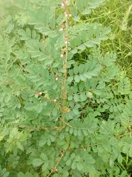 Image result for Indigofera lydenburgensis