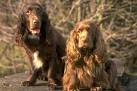 English Cocker Spaniel Puppies For Sale - AKC PuppyFinder