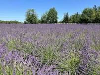 2026 Lavender Season Opening Celebration