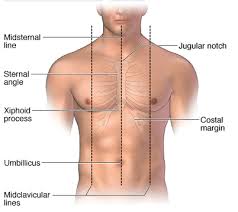 The second rib articulates with the sternum at the sternal angle, making this site an excellent landmark for determining rib number. Surface Anatomy Of The Thorax Anatomy Medical Anatomy Thoracic Cage