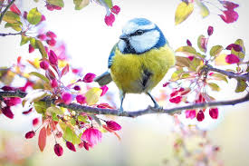 Image result for spring