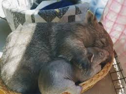 Pin On Actual Wombats
