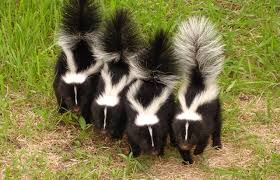 Image result for skunks spray