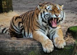 Vietnam golf magazine tổng hợp thông tin nhanh chóng và liên tục về ngành golf tại việt nam và thế giới. Conserving Tigers Has Economic Benefits Too