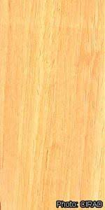 Image result for Triplochiton zambesiacus