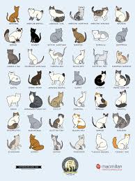 breeds of different animals on amazing charts cats cat