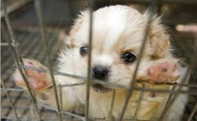 Our puppies being adopted into the most loving, caring and safe homes is of utmost. Humane Humane Society Releases List Of Worst Puppy Mills In The U S