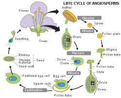 Plants have generational life cycles that alternate between methods of asexual and sexual reproduction. Pollen Lifecycleplant Eng Gif 380 310 Pflanzen Tipps Anleitungen