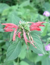 Image result for Dicliptera colorata