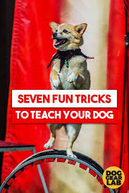 Dog Tricks Cool Dog Tricks Dog Training Training Your Dog