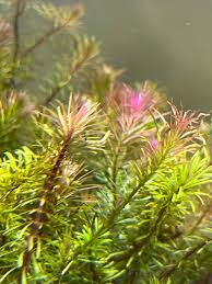 Image result for Rotala gossweileri