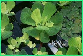 Diantara beberapa jenis tanaman air memiliki habitat tumbuh secara liar di air tawar seperti kolam, sungai maupun danau. 20 Macam Jenis Tanaman Untuk Kolam Ikan Dan Gambarnya Ekor9 Com Ekor9 Com