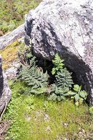 Image result for Cheilanthes inaequalis